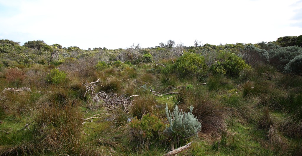 This image has an empty alt attribute; its file name is bunurong-coastal-reserve-scrub-looking-west-from-se-the-cape-1-sep-20.jpg