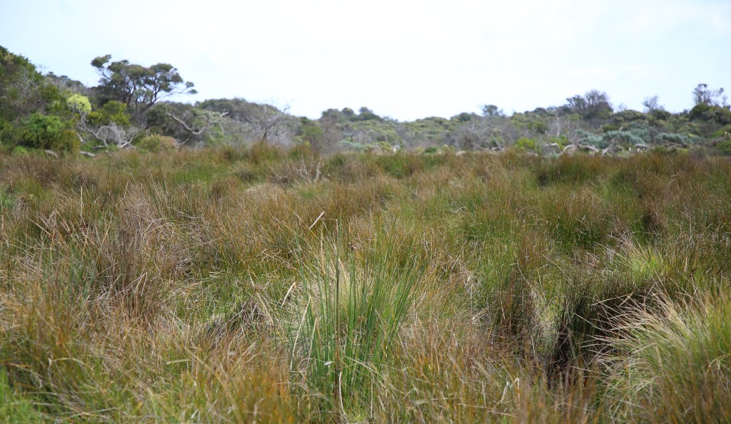 This image has an empty alt attribute; its file name is natural-wetland-se-exit-looking-west-the-cape-1-sep-20.jpg