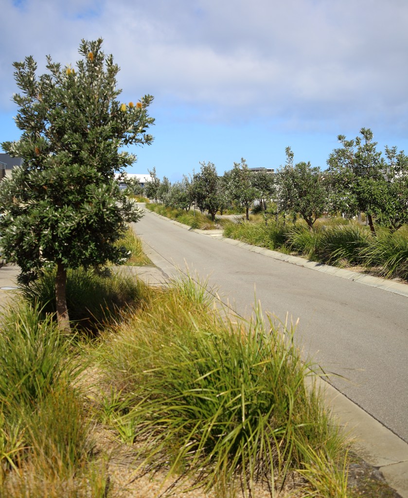 This image has an empty alt attribute; its file name is street-plantings-and-swales-the-cape-5-sep-20.jpg