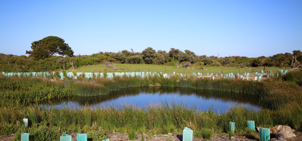 This image has an empty alt attribute; its file name is sw-wetland-the-cape-6-sep-20.jpg