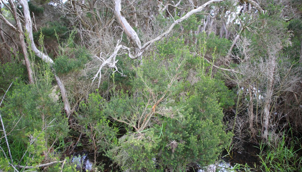 This image has an empty alt attribute; its file name is swamp-scrub-se-exit-the-cape-1-sep-20.jpg